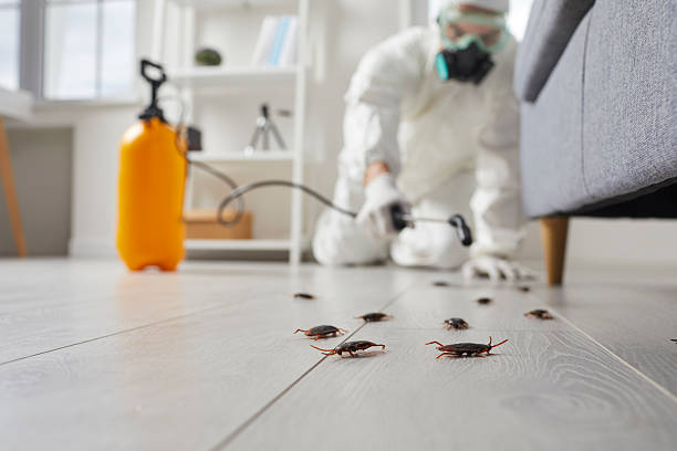 Post-Treatment Bed Bug Interceptor Monitoring in India Hook